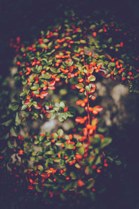 High angle view of red berries on plant