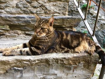 Cat resting on rock against wall