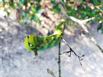 Close-up of insect on plant