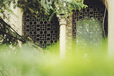 Close-up of plants seen through chainlink fence