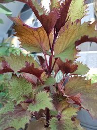 Close-up of autumn leaves on plant