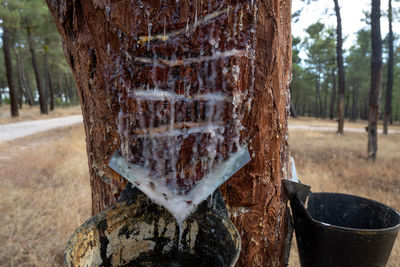 Close-up of rusty machine on tree trunk