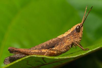 Close-up of grasshopper on leaf