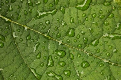 Close-up of leaves