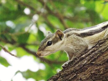 Close-up of squirrel on tree