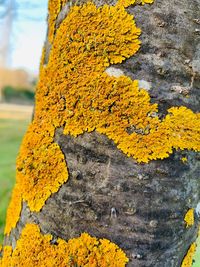 Close-up of yellow flower growing on tree trunk