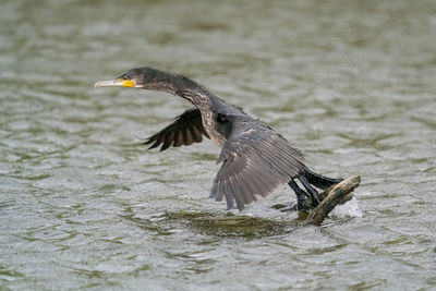 Close-up of bird flying over lake