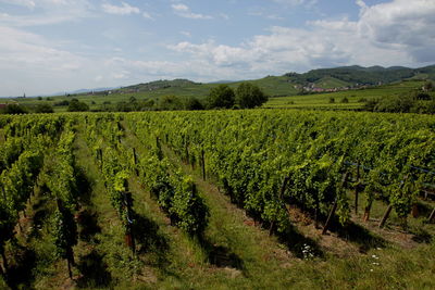 Scenic view of vineyard against sky