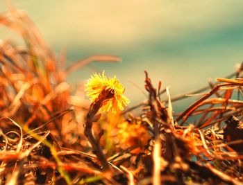Close-up of yellow flowers growing in field