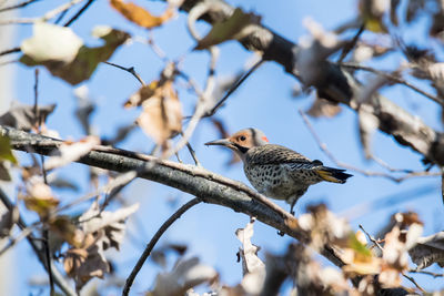 Low angle view of common flicker perching on tree