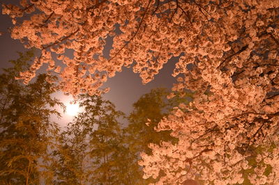 Low angle view of trees against sky during sunset