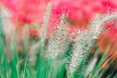 Close-up of plant on field