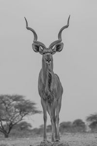 Deer standing on a land