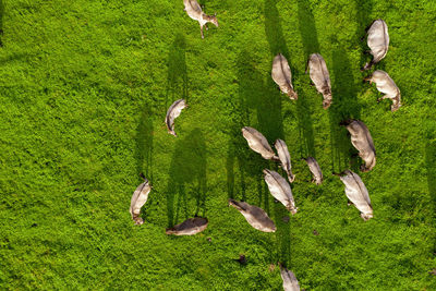 White mustangs and their shadows on meadow on farmland. endangered free families of wild horsed