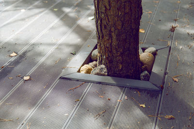 High angle view of tree trunk