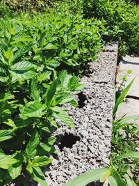 High angle view of plants