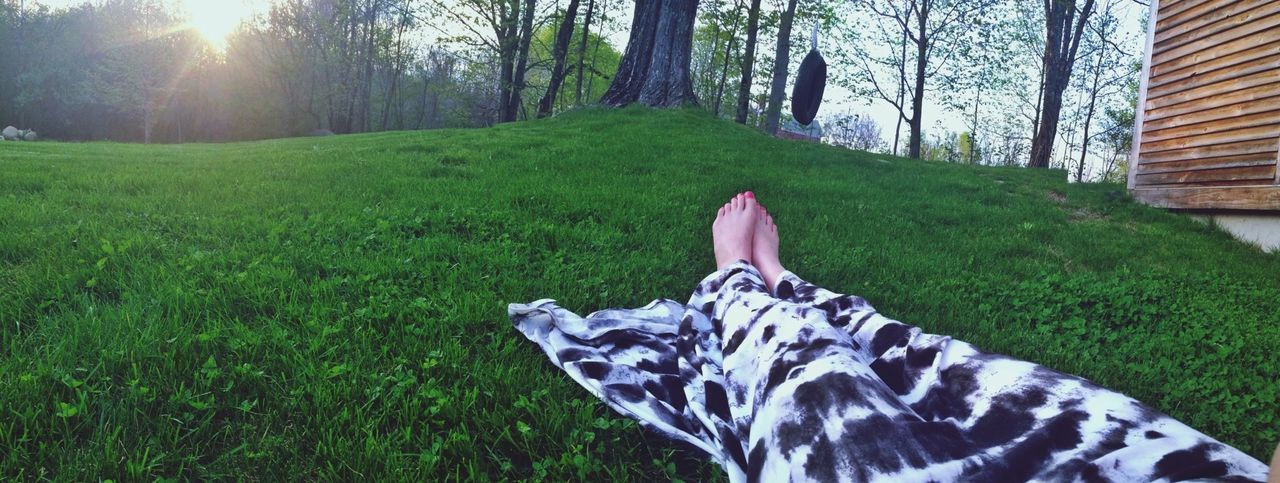grass, grassy, low section, field, green color, sunlight, tree, lawn, person, park - man made space, relaxation, one animal, animal themes, day, nature, outdoors, grassland, tree trunk
