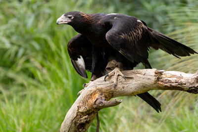 Close-up of eagle perching on tree