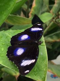 Close-up of butterfly on leaf