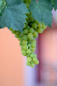 Close-up of grapes growing in vineyard