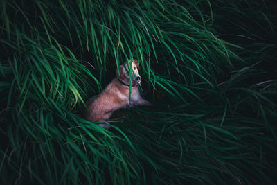 View of a duck in grass