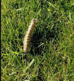 Plants growing on grassy field