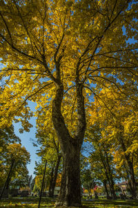 Low angle view of tree against sky during autumn