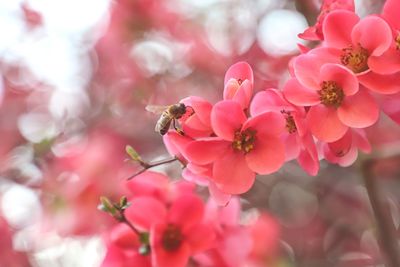 Close-up of bee on pink cherry blossom