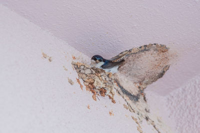 Close-up of lizard on wall