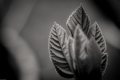 Close-up of plant growing outdoors