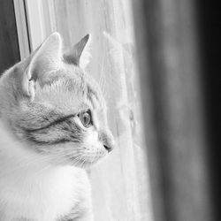 Close-up of cat looking away