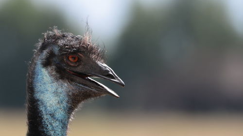 Bird portrait, ostrich.