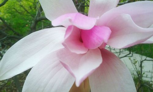 Close-up of pink flower blooming outdoors