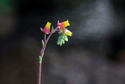 Close-up of flowers against blurred background