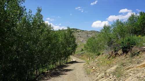 Road amidst plants against sky