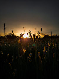 Silhouette plants on field against sky during sunset