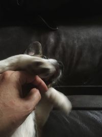 Close-up of hand holding dog