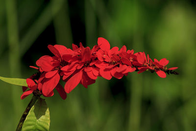 Close-up of red flowering plant