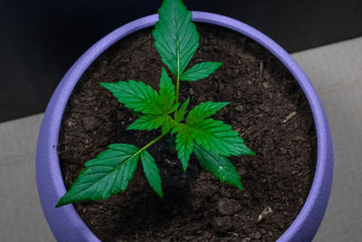 High angle view of potted plant