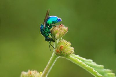 Close-up of insect on plant