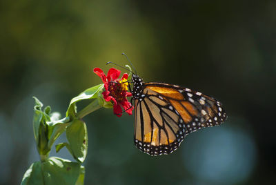 Close-up of butterfly pollinating on flower