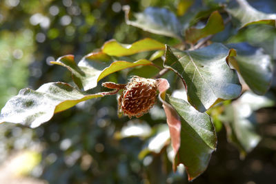 Close-up of plant growing on tree