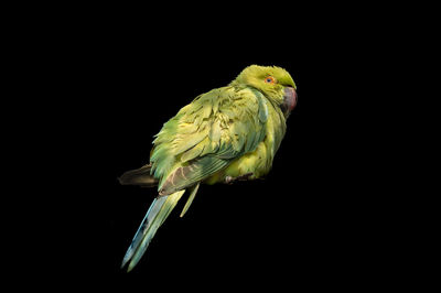 Close-up of parrot perching on black background