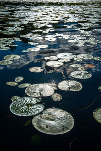 Reflection of trees in water