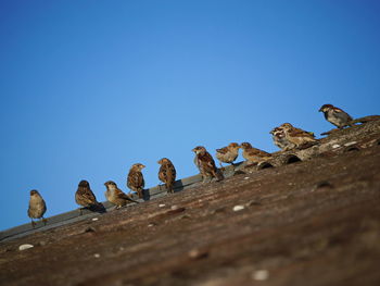 Low angle view of birds perching on roof against blue sky