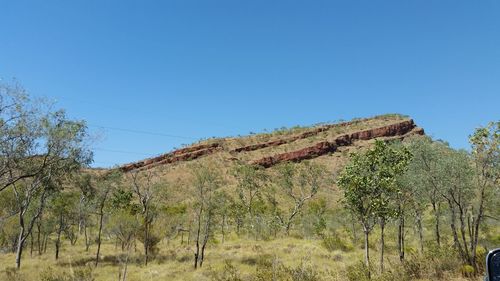 Trees on landscape against clear blue sky