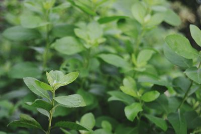 Close-up of fresh green leaves