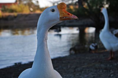 Close-up side view of swan