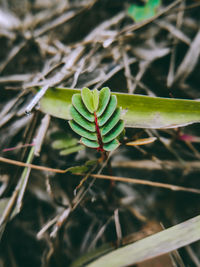 High angle view of plant on field