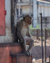Lion sitting in front of building